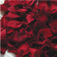 Fresh Petals: Premium Colors